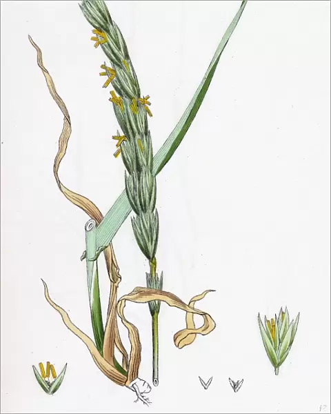 Elymus arenarius, Sand Lyme-grass