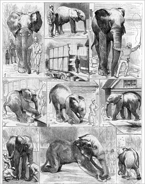 Jumbo the large African elephant sold by London Zoo in 1882 to the American showman