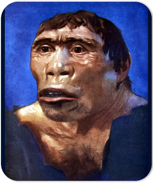 Reconstruction of Java Man (Pithecanthropus erectus) based on skull cap, thigh bone