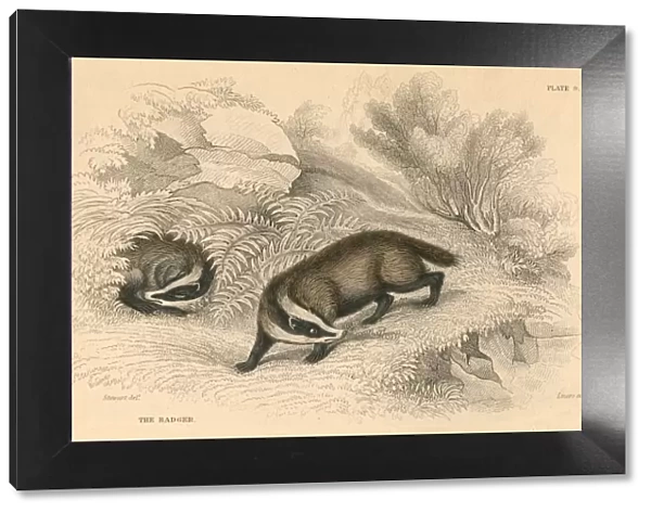 Common or Eurasian Badger (Meles meles), mammal with popular English name of Brock