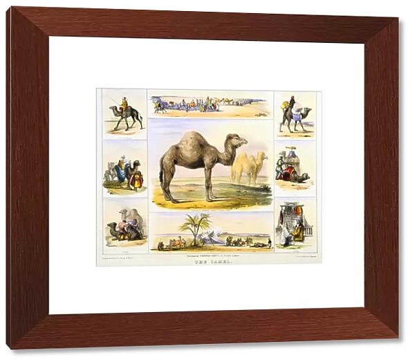 The Camel: used for transport: milk: meat: cloth. Hand-coloured lithograph by Waterhouse Hawkins