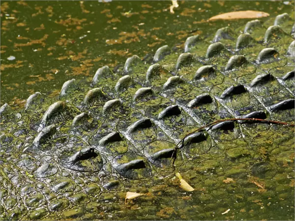 Scales of a Saltwater Crocodile (Crocodylus porosus), Queensland, Australia