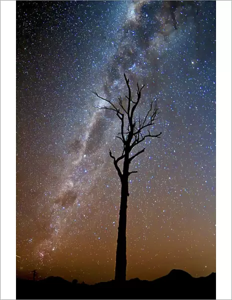 Tree under stars and the Milky Way
