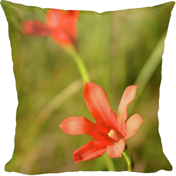 Orange Cape Tulip