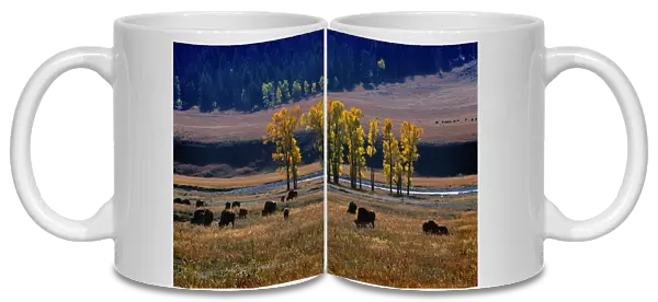 Her of bison Yellowstone National Park, Wyoming, United States