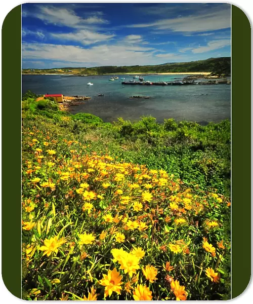 Spring-time blooms of wildflowers, King Island, Bass Strait, Tasmania, Australia
