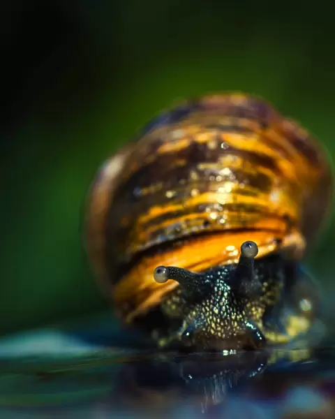 Australian Garden Snail