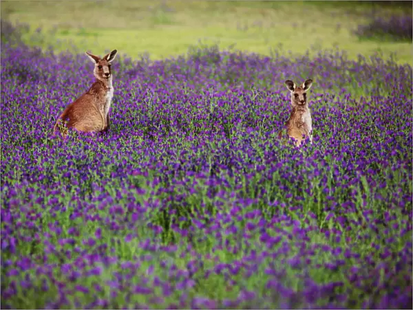 Australia, New South Wales, Kangaroos in Warrumbungle National Park