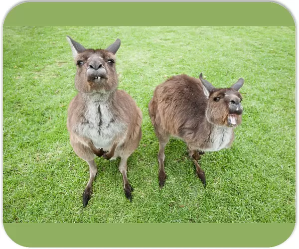 Australian, Australia, native, creature, animal, nature, kangaroo, grass, green