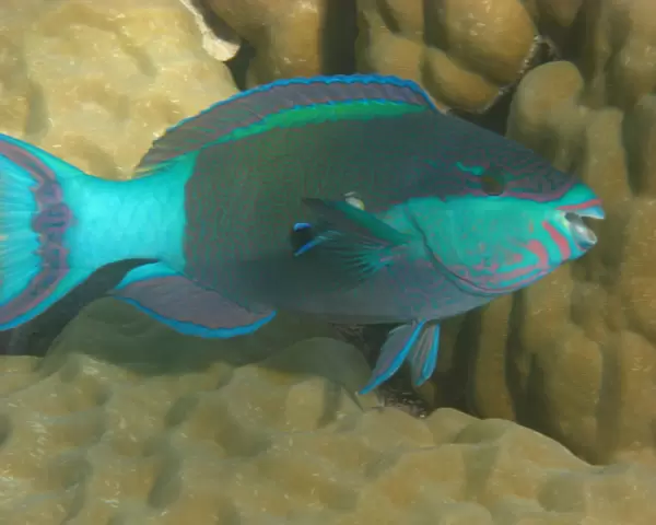 Parrot fish in Great Barrier Reef