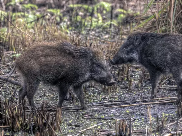 Wild boars of Chitwan National Park, Nepal