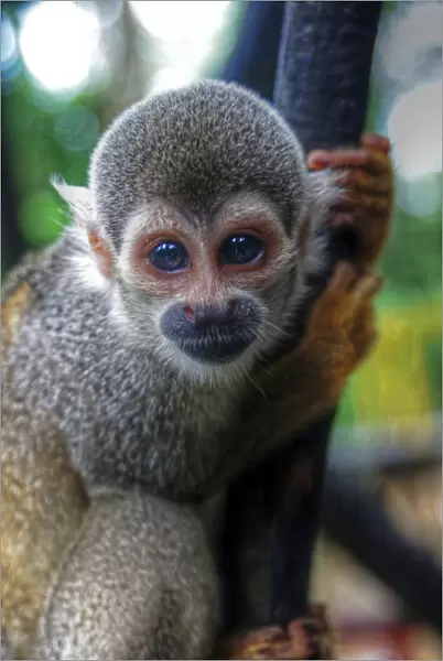 Amazon small monkey looking at camera close up