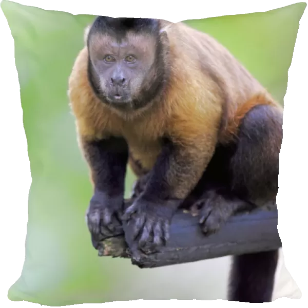 Brown Capuchin, (Cebus apella)