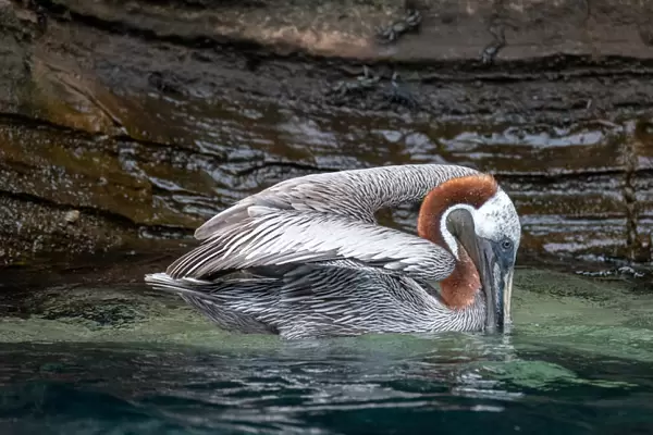 Side view of a vibrant GalAapagos Pelican with its beak in the water