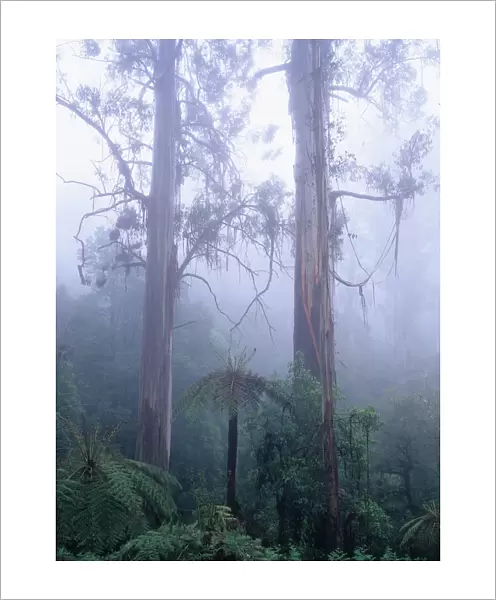 Australia, Victoria, swamp gum trees and tree ferns in mist