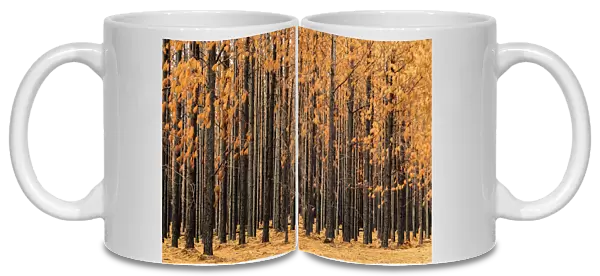 Burnt Pine trees in a pine tree plantation with brown leaves and black trunks