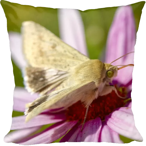 White Butterfly on a pink daisy