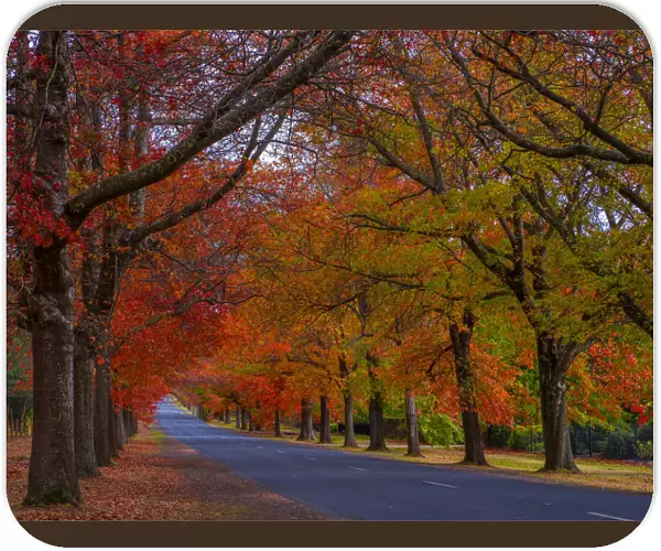 Autumnal seasonal colours in Mount Macedon, Victoria, Australia