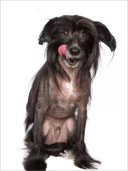 Black Chinese Crested Dog with its tongue sticking out on a white backdrop