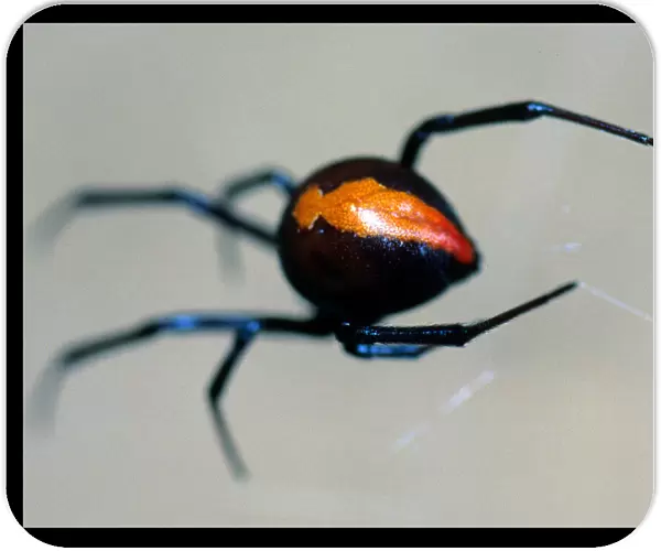 Red Back Spider Macro
