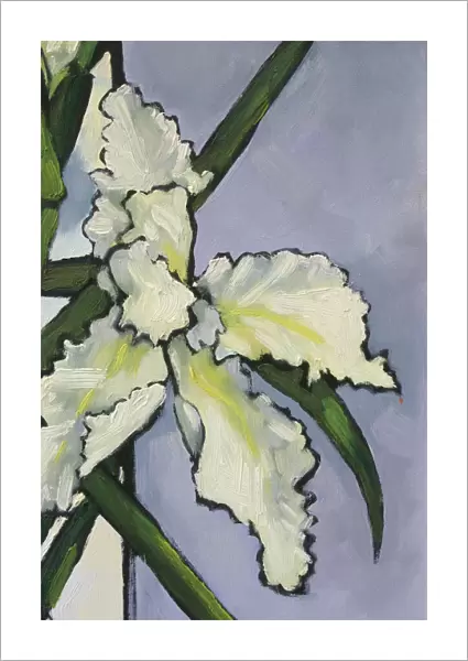 Painted White Iris