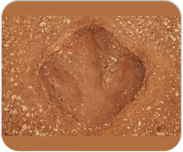 Replica Dinosaur footprint, Gantheaume Point, Broome, Kimberley Region