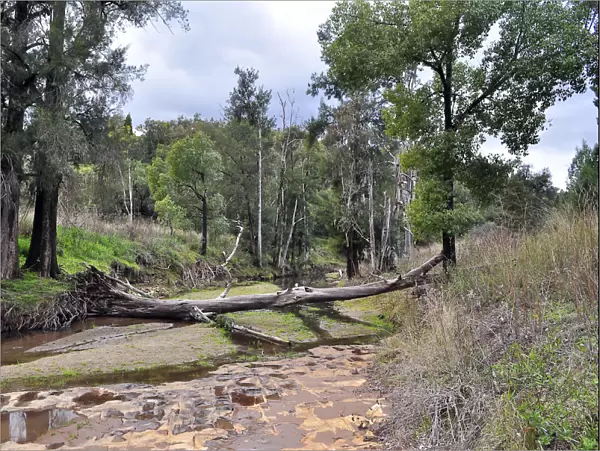 Log over creek