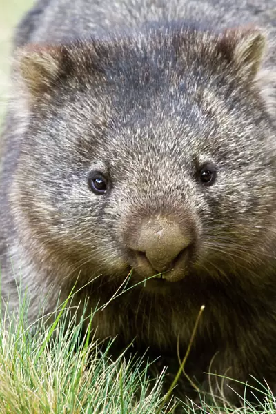 Australian wombat
