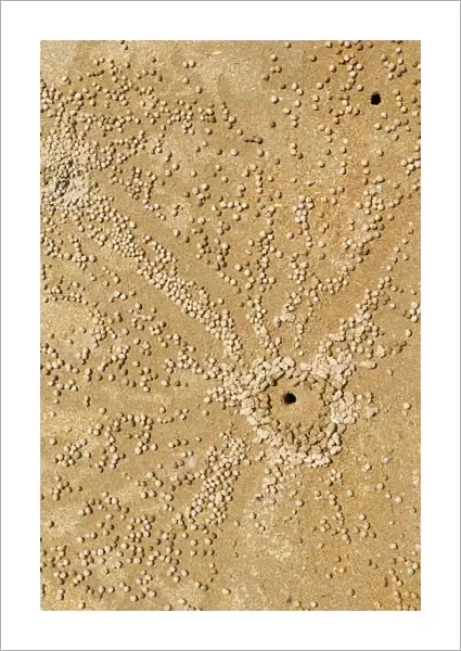 Sand Bubbler Crab (Scopimera inflata) hole and balls of sand created while feeding, Darwin, Northern Territory, Australia