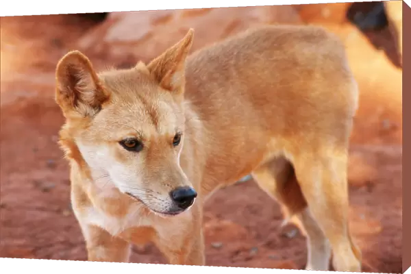 Dingo. A young dingo. Native Australian dog