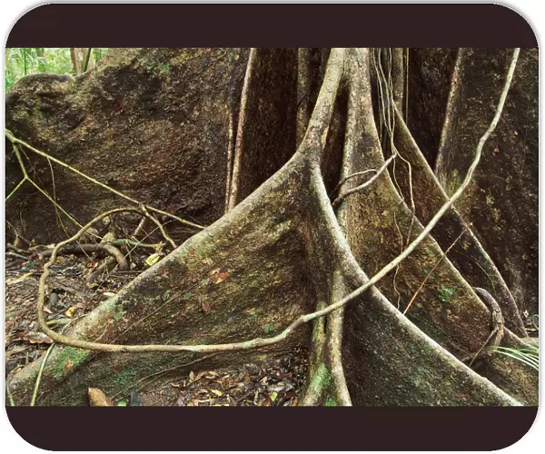 Roots of Rainforest Giant Tree, Daintree National Park, Queensland, Australia