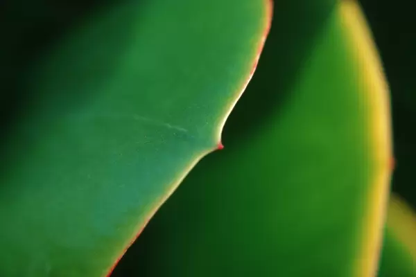 Leaf detail  /  (Sedum spec. )
