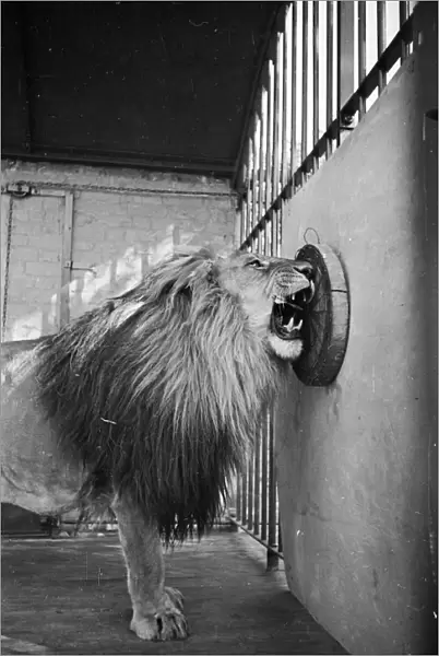 Lions Den. 1939: Habiba, a ten year old lion at Chessington Zoo in Surrey