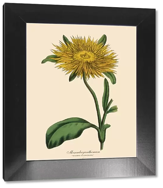 Mesembryanthemum Plant, Victorian Botanical Illustration