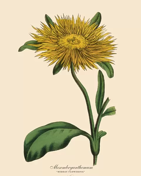 Mesembryanthemum Plant, Victorian Botanical Illustration