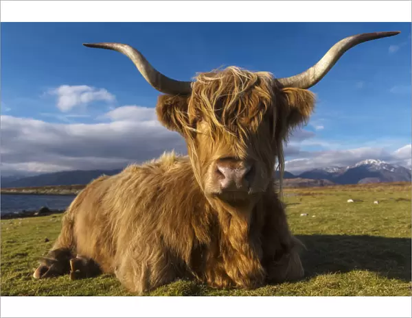 Highland cow sitting beside Cuil beach