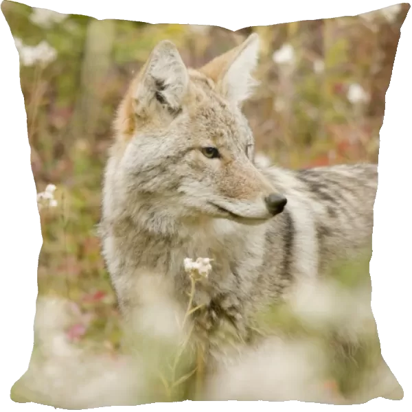 Young Coyote (Canis Latrans) In A Forest