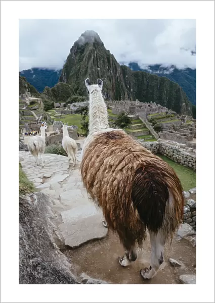 Llamas in Machu Picchu citadel, Peru