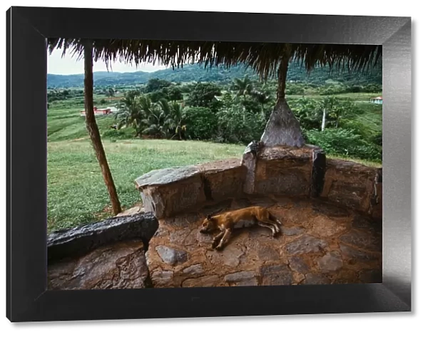 Dog sleeping on vantage point in Vinales valley, in Cuba