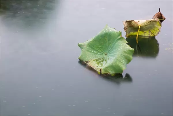 Lotus leaves floating on the West Lake in autumn rain