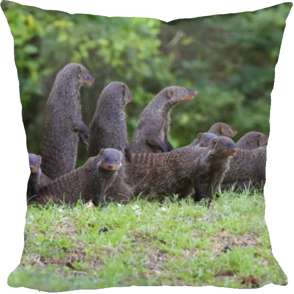 Banded Mongoose family, iSimangaliso Wetland Park