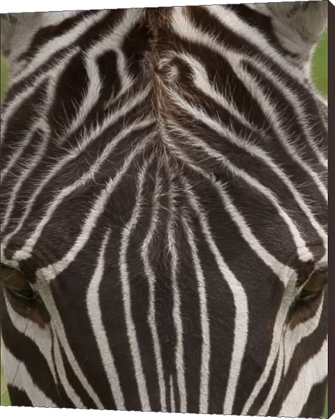 A plains zebra in Ngorongoro Conservation Area, Tanzania. Close up of skin and backside