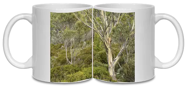 Gum tree and bushland, Mount Field National Park