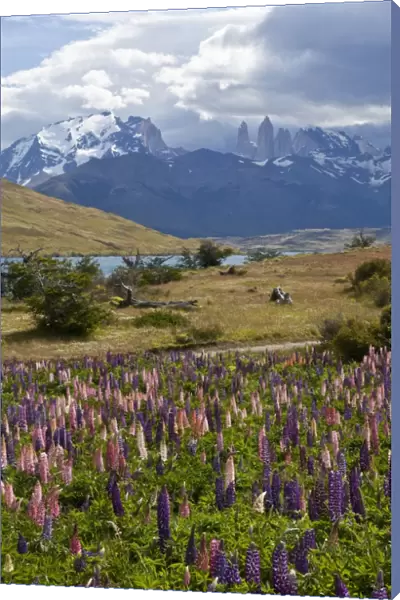 Colourful lupine field -Lupinus- with views of the peaks of the granite mountains of the Torres del Paine National Park, Magallanes Region, Patagonia, Chile, South America, Latin America, America