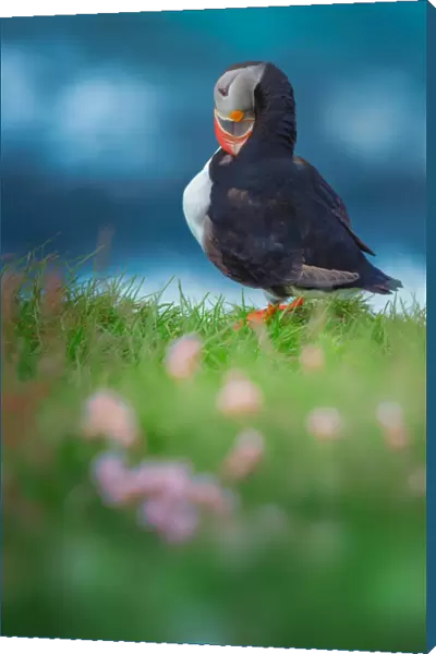 Puffin standing on the cliff