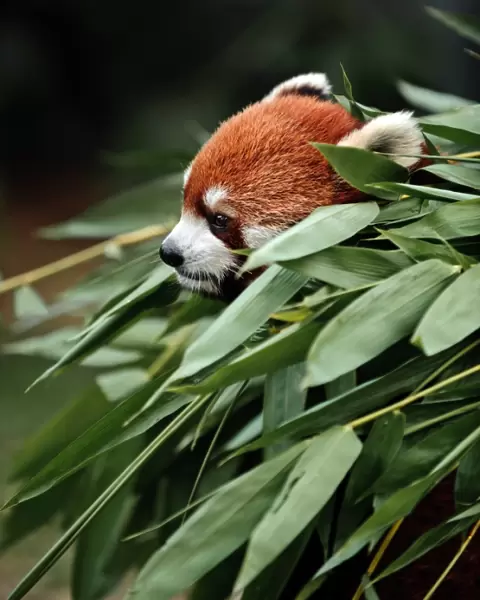 Red panda in bamboo grove
