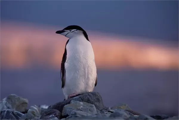 Chinstrap penguin (Pygoscelis antarctica)standing on rock