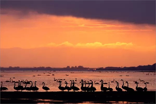 Black swans (cygnus atratus) on shore at sunset, Victoria, Australia