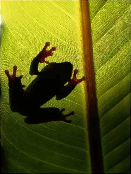 Tree frog (Hyla vasta) on leaf, silhouette