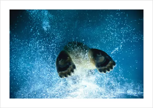 Polar Bear Swimming (Ursus Maritimus)